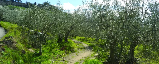 MAEC Cortona itinerari culturali percorso paleontologico