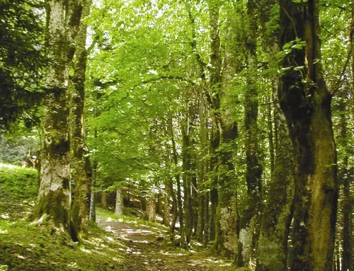 The Sentiero dei Boschi