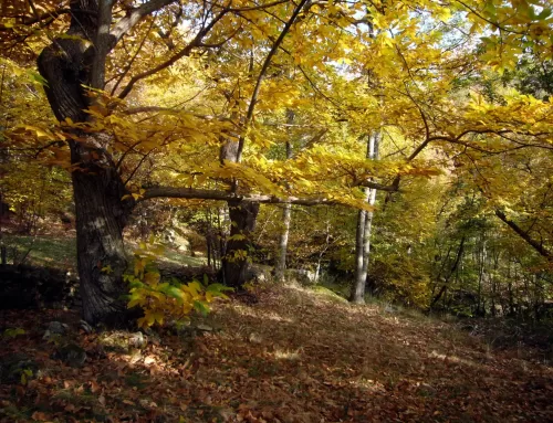 The Sentiero delle Castagne